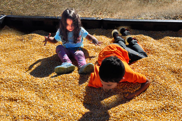 The kids play in a patch of corn kernals